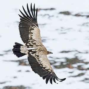 Himalayan Griffon